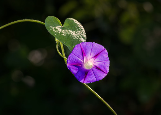 �1763352 �������(a): ����������:6144x4388